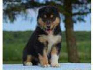 Collie Puppy for sale in Sunbury, PA, USA