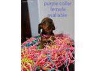 Dachshund Puppy for sale in Berwick, PA, USA