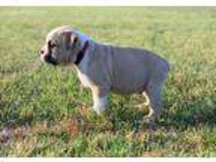 Olde English Bulldogge Puppy for sale in Greenbrier, AR, USA