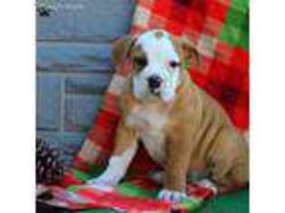 Olde English Bulldogge Puppy for sale in Peach Bottom, PA, USA