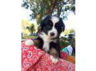 Miniature Australian Shepherd Puppy for sale in Land O Lakes, FL, USA