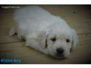 Mutt Puppy for sale in Secor, IL, USA