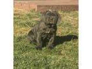 Neapolitan Mastiff Puppy for sale in Bristow, VA, USA