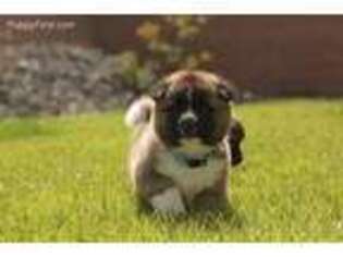 Akita Puppy for sale in Saint George, UT, USA