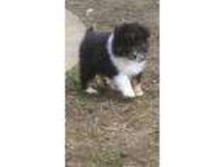 Shetland Sheepdog Puppy for sale in Hartville, OH, USA