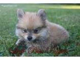 Pomeranian Puppy for sale in Jamesport, MO, USA