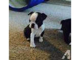 Boston Terrier Puppy for sale in GRASS VALLEY, CA, USA