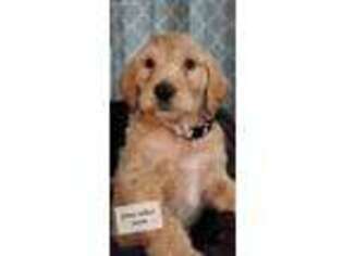 Goldendoodle Puppy for sale in Merkel, TX, USA