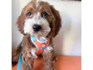 Cavapoo Puppy for sale in Alameda, CA, USA