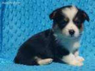 Pembroke Welsh Corgi Puppy for sale in Dublin, TX, USA