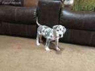 Great Dane Puppy for sale in San Antonio, TX, USA