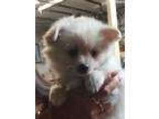 Pomeranian Puppy for sale in Bayonne, NJ, USA