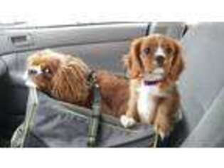 Cavalier King Charles Spaniel Puppy for sale in Ferndale, WA, USA