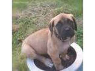 Mastiff Puppy for sale in Southaven, MS, USA