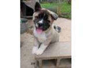 Akita Puppy for sale in Pickens, SC, USA