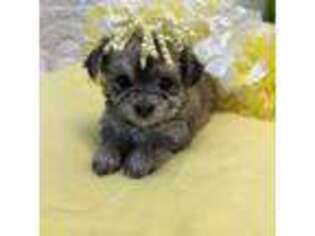 Maltese Puppy for sale in Independence, KS, USA