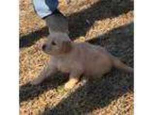 Golden Retriever Puppy for sale in Clarksdale, MS, USA