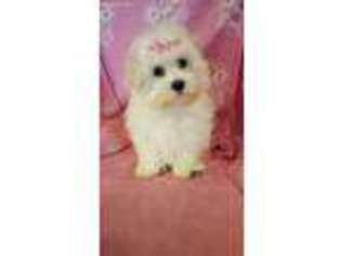Maltese Puppy for sale in Cincinnati, OH, USA