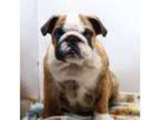 Bulldog Puppy for sale in Paramount, CA, USA