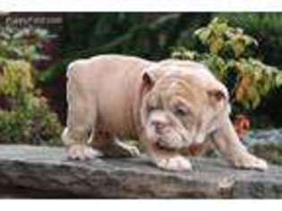 Bulldog Puppy for sale in Bakersfield, CA, USA