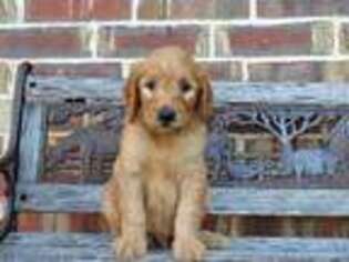 Goldendoodle Puppy for sale in Scurry, TX, USA