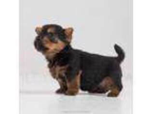 Norwich Terrier Puppy for sale in Houston, TX, USA
