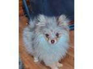 Pomeranian Puppy for sale in Springtown, TX, USA