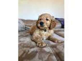 Goldendoodle Puppy for sale in Beresford, SD, USA