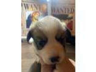 Pembroke Welsh Corgi Puppy for sale in Vista, CA, USA