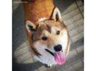 Shiba Inu Puppy for sale in Redkey, IN, USA