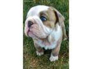 Bulldog Puppy for sale in Howell, MI, USA