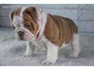Bulldog Puppy for sale in Burgaw, NC, USA