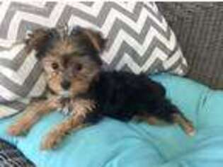 Yorkshire Terrier Puppy for sale in Benton, IL, USA