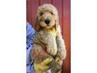 Mutt Puppy for sale in Chapel Hill, TN, USA