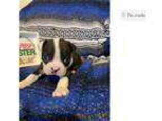 Boston Terrier Puppy for sale in Chattanooga, TN, USA