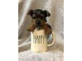 Yorkshire Terrier Puppy for sale in Boyne City, MI, USA