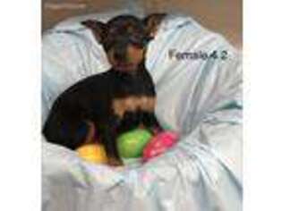 Miniature Pinscher Puppy for sale in Lampe, MO, USA