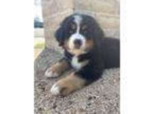 Bernese Mountain Dog Puppy for sale in Phoenix, AZ, USA