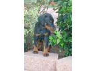 Doberman Pinscher Puppy for sale in Schertz, TX, USA