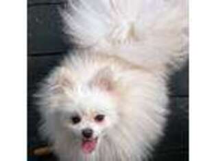 Pomeranian Puppy for sale in Grants Pass, OR, USA
