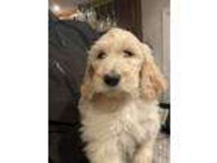 Goldendoodle Puppy for sale in Woonsocket, RI, USA
