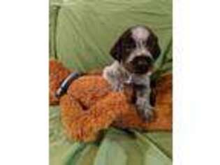 German Wirehaired Pointer Puppy for sale in Pecatonica, IL, USA