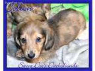 Dachshund Puppy for sale in Searcy, AR, USA