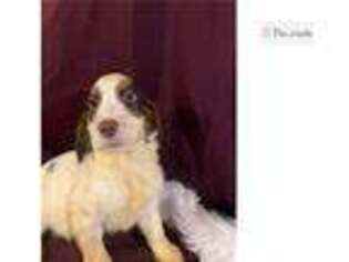 English Springer Spaniel Puppy for sale in Chattanooga, TN, USA