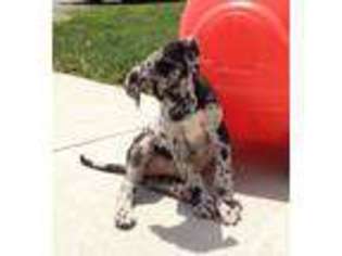 Great Dane Puppy for sale in NAPOLEON, OH, USA