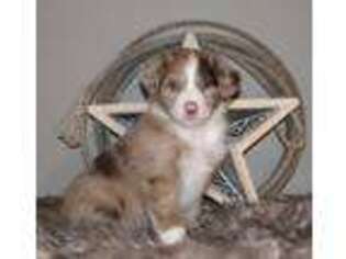 Miniature Australian Shepherd Puppy for sale in Stacy, MN, USA