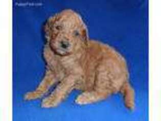 Mutt Puppy for sale in Butler, OH, USA