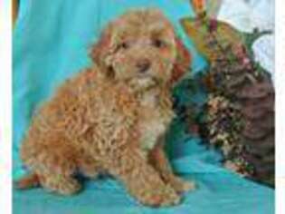 Cavapoo Puppy for sale in Lyons, NY, USA
