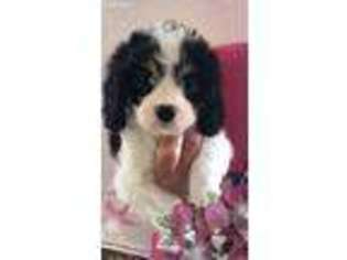 Cavachon Puppy for sale in Indianapolis, IN, USA