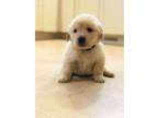 Golden Retriever Puppy for sale in Greenville, OH, USA